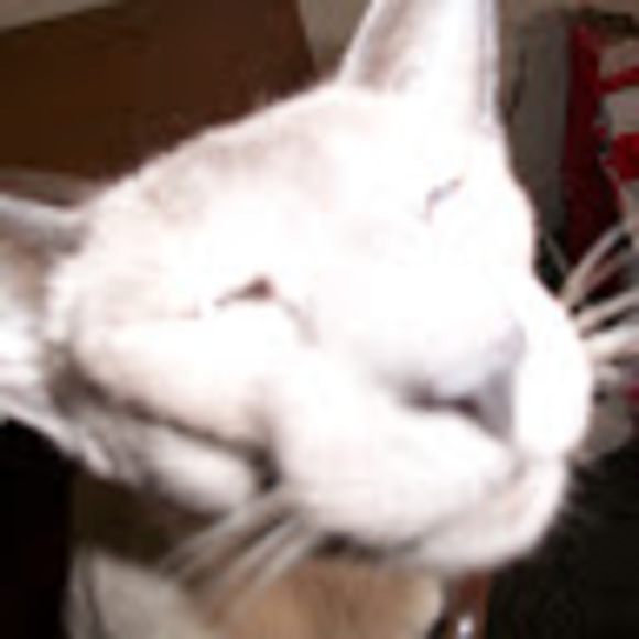 Meet your Posher, Penderdax - Picture 1 of 1